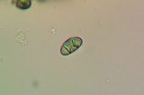 Rinodina oxydata image