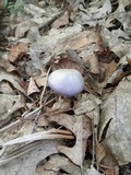 Cortinarius iodes image