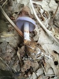 Cortinarius iodes image