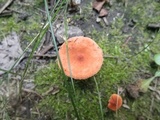 Lactarius oculatus image