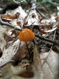 Marasmius siccus image