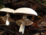 Agaricus hondensis image