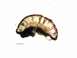 Rinodina oxydata image