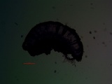 Rinodina oxydata image