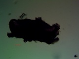Lecidella asema image