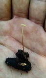 Mycena galopus var. galopus image