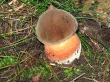 Sutorius luridiformis image