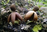 Geastrum fornicatum image