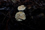 Cuphophyllus pratensis image