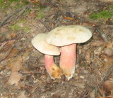 Caloboletus inedulis image