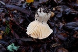 Cuphophyllus pratensis image