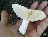 Melanoleuca lewisii image