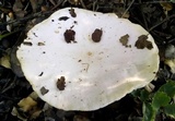Melanoleuca lewisii image