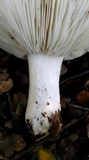 Melanoleuca lewisii image