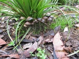 Psilocybe tasmaniana image