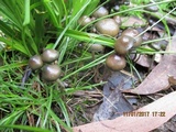 Psilocybe tasmaniana image