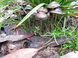 Psilocybe tasmaniana image