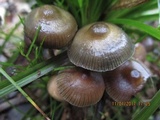 Psilocybe tasmaniana image