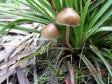 Psilocybe tasmaniana image