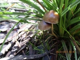 Psilocybe tasmaniana image