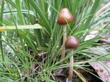 Psilocybe tasmaniana image