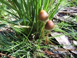 Psilocybe tasmaniana image