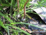 Psilocybe tasmaniana image