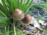 Psilocybe tasmaniana image