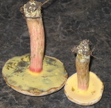 Caloboletus inedulis image