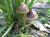 Psilocybe tasmaniana image