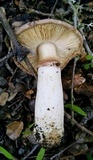 Agaricus californicus image