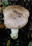 Agaricus californicus image