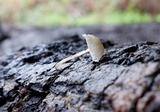 Hemimycena candida image