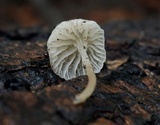Hemimycena candida image