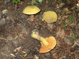 Boletus luridus image