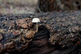 Hemimycena candida image