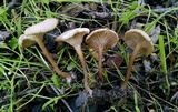 Clitocybe metachroa image