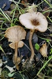 Clitocybe metachroa image