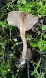 Clitocybe metachroa image