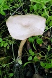 Clitocybe metachroa image