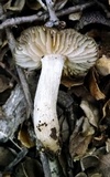 Entoloma rhodopolium image