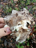Tricholoma griseoviolaceum image