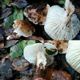 Hygrophorus roseobrunneus image
