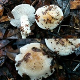 Hygrophorus roseobrunneus image