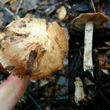 Inocybe fraudans image