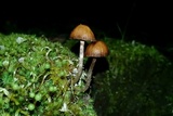 Psilocybe montana image