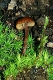 Psilocybe montana image