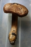 Inocybe lacera image