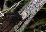 Simocybe haustellaris image
