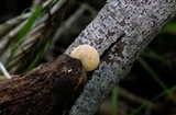 Simocybe haustellaris image